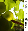 Close Up of Ripe Grape Cluster on Vine 39880511
