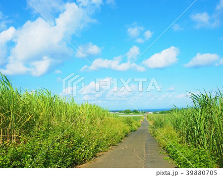 喜界島のサトウキビ畑と1本道 39880705