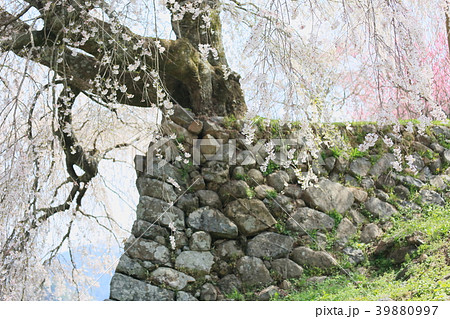 又兵衛桜満開 39880997