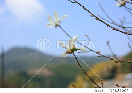 コブシ満開 39881002