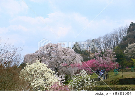 又兵衛桜満開 39881004