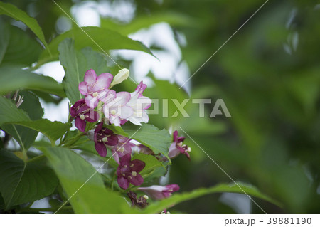 ハコネウツギ 39881190