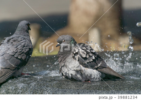 鳩の水浴び 公園の噴水 鳩の水浴び 公園の噴水 39881234