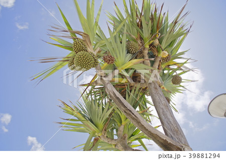 タコノキ 39881294