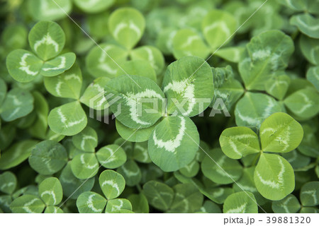 クローバー 39881320