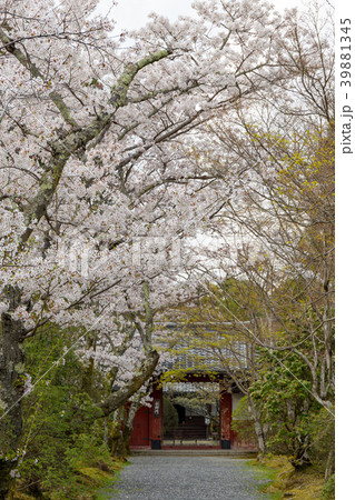 常照寺と桜 39881345