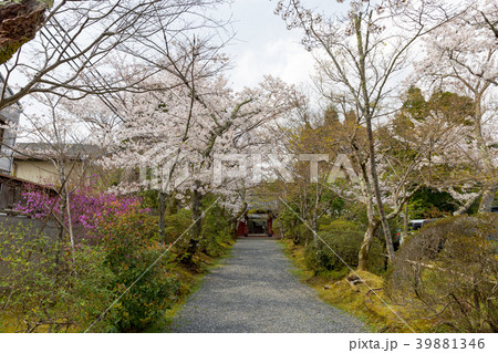 常照寺と桜 39881346