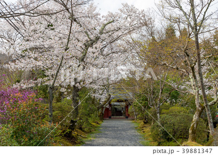 常照寺と桜 常照寺と桜 39881347