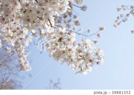 桜　青空 39881352