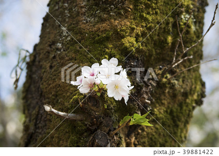 桜 幹 桜 幹 39881422