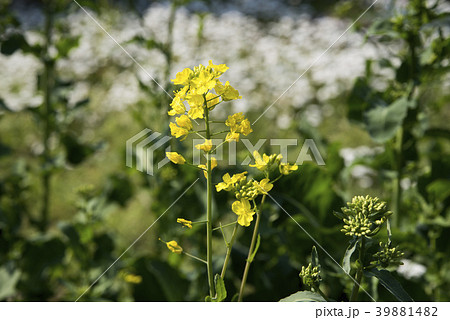 菜の花 桜 菜の花 桜 39881482