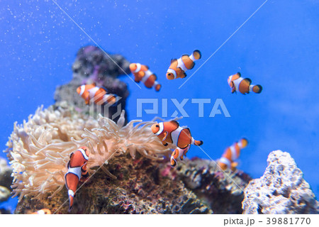 カクレクマノミ 水槽 アクアリウムの写真素材