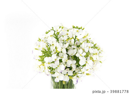 大根の花 大根の花 39881778