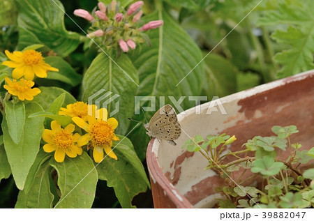 ヤマトシジミの羽化（羽を乾かしているところ） 39882047