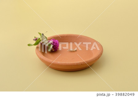 ヤマトシジミの羽化（羽を乾かしているところ） 39882049