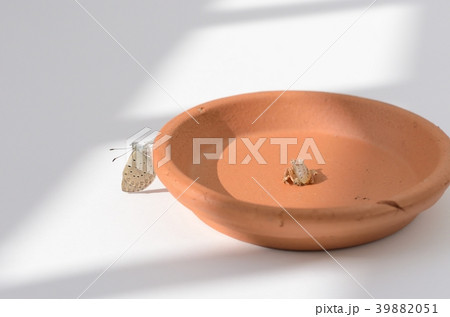 ヤマトシジミの羽化(羽を乾かしているところ) ヤマトシジミの羽化(羽を乾かしているところ) 39882051