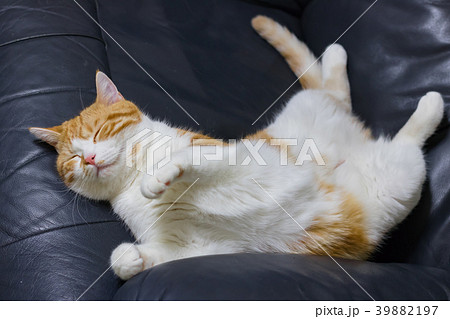 ソファーでうっとりする茶白ネコ 39882197