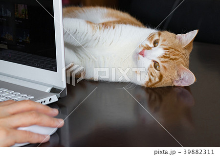 パソコン越しにじゃれる茶白ネコの写真素材 3911
