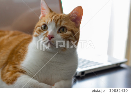 パソコン越しにマッタリする茶白ネコ 39882430