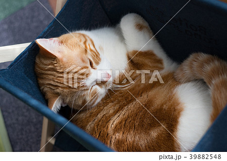 布製雑誌ラックに入る茶白ネコ 39882548