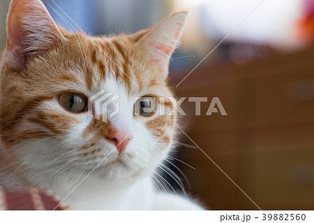 こたつの横でぬくぬくする茶白ネコ こたつの横でぬくぬくする茶白ネコ 39882560