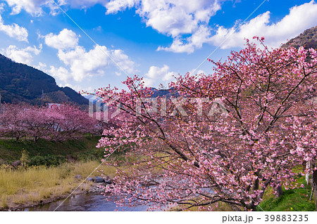 静岡県河津町　美しい河津桜 39883235