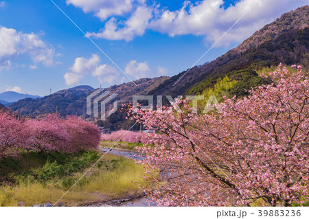 静岡県河津町　美しい河津桜 39883236