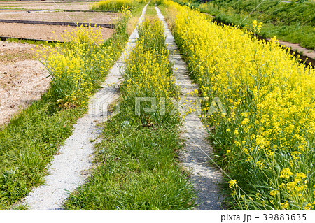 田舎の小川沿いに咲く菜の花 田舎の小川沿いに咲く菜の花 39883635