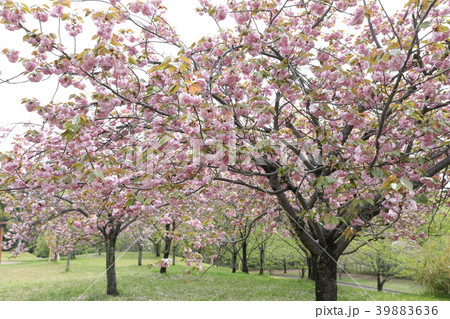 さくら さくら 39883636