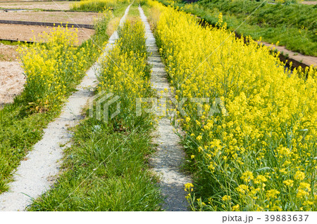 田舎の小川沿いに咲く菜の花 田舎の小川沿いに咲く菜の花 39883637