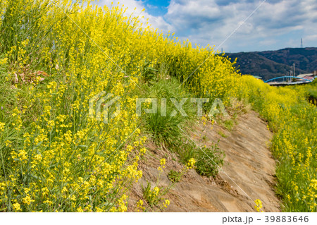 田舎の小川沿いに咲く菜の花 39883646
