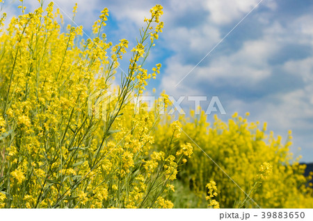 田舎の小川沿いに咲く菜の花 39883650