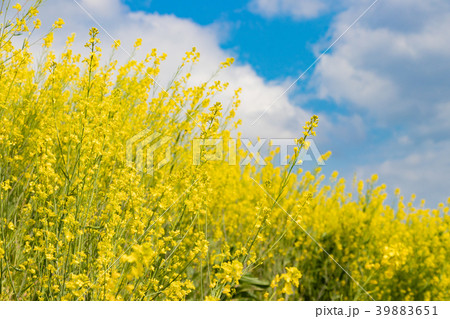 田舎の小川沿いに咲く菜の花 39883651