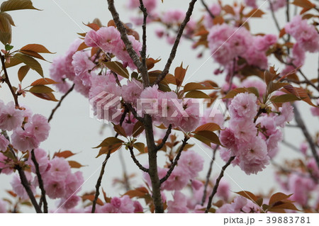 さくら さくら 39883781