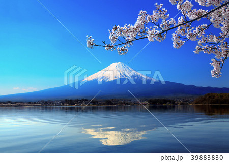 富士山と河口湖に写る逆さ富士に桜の花 富士山と河口湖に写る逆さ富士に桜の花 39883830