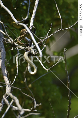 樹上で鳥を呑み込む「アオダイショウ」(立川公園/東京都立川市) 樹上で鳥を呑み込む「アオダイショウ」(立川公園/東京都立川市) 39884255