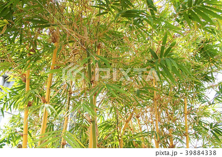 笹の葉 笹の葉 39884338