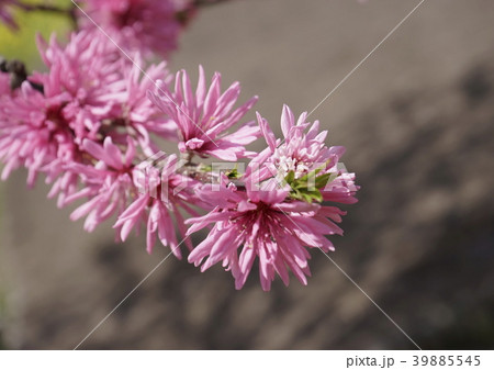 ハナモモ菊　アップ　03 39885545