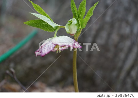 春の花クリスマスローズ 春の花クリスマスローズ 39886476