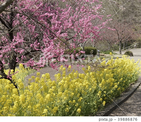 ナノハナ 桃木 ナノハナ 桃木 39886876