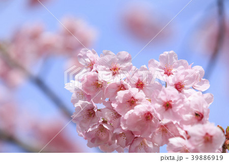 満開の桜・寒緋桜 39886919