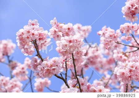 満開の桜・寒緋桜 39886925