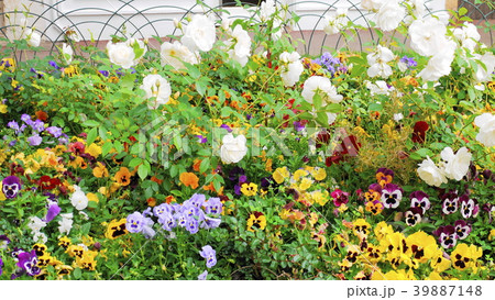 サントロペ　saint-tropez 39887148