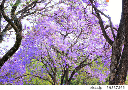 ジャカランダ 39887866