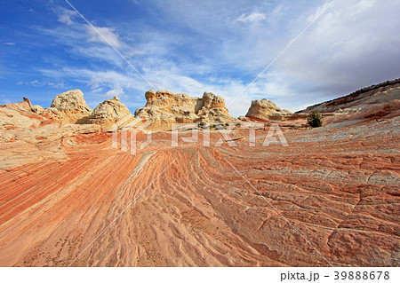 Butterfly, a rock formation at White Pocket Butterfly, a rock formation at White Pocket 39888678