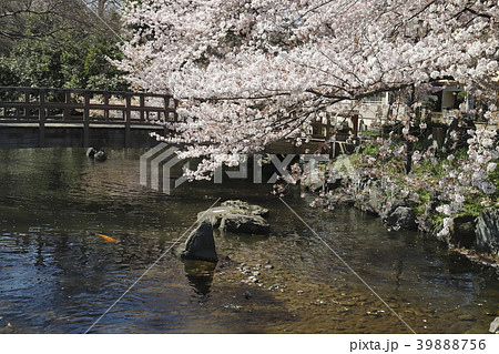 足立区東綾瀬公園 　桜の季節 39888756
