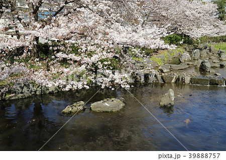 足立区東綾瀬公園 　桜の季節 39888757
