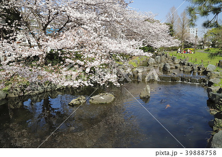 足立区東綾瀬公園 　桜の季節 39888758