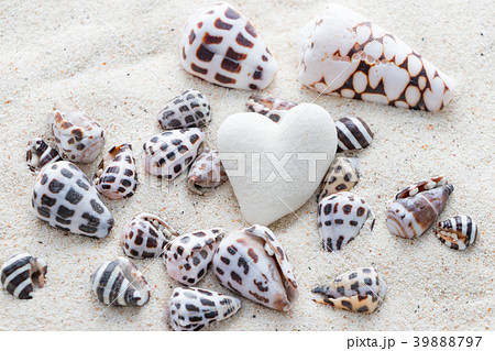 白い砂の上のしましま模様の貝の写真素材