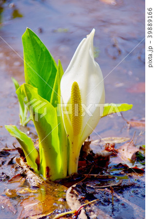 水芭蕉 花 水芭蕉 花 39889166